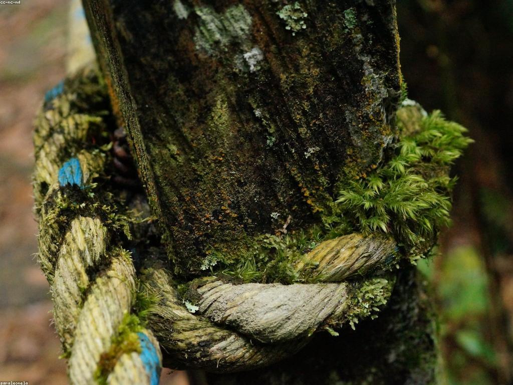 ការណែនាំសម្រាប់អ្នកថ្មី