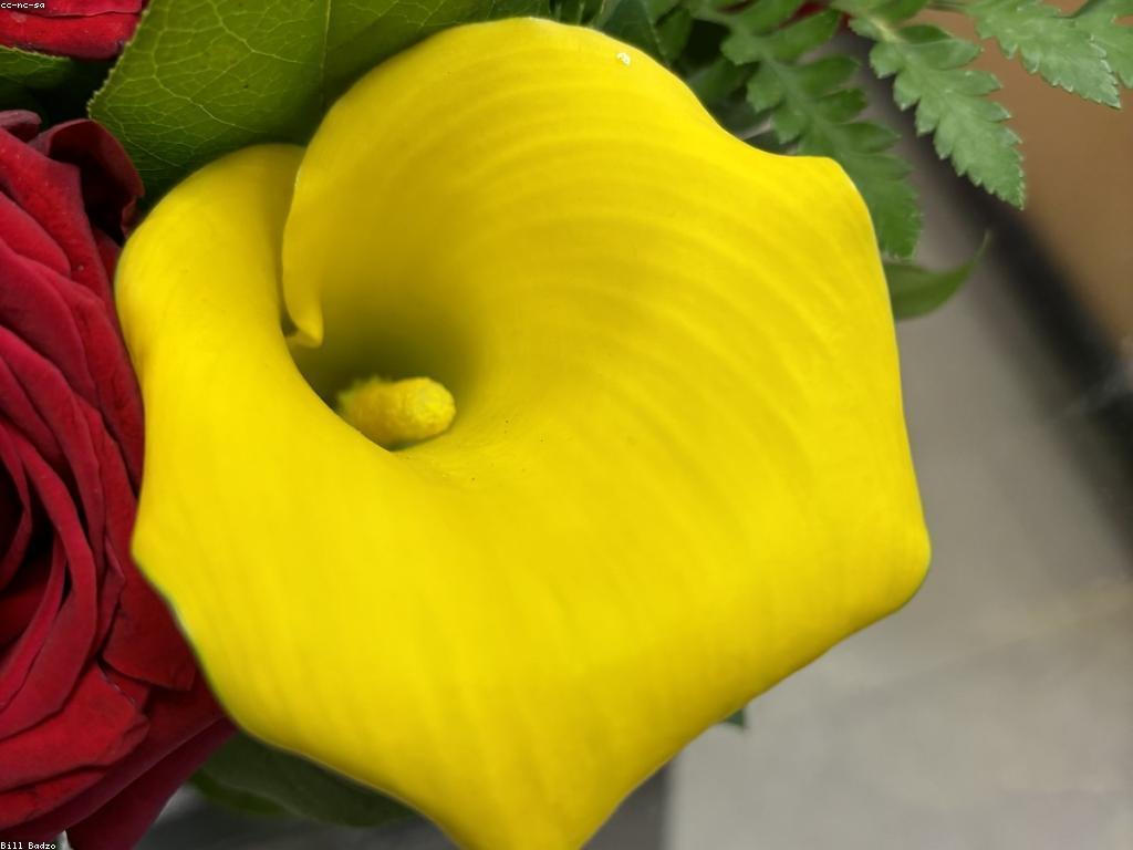 រូបភាព និងសិល្បៈច្នៃប្រឌិត